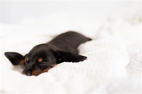 Comment Calmer Un Teckel Yorkshires Fr