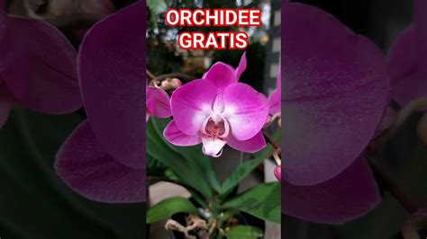 ORCHIDEE GRATIS Ecco Come Fare Esistono Dei Trucchi Per Farle Fiorire