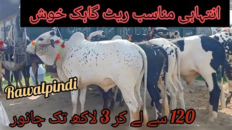 Bhatta Chowk Mandi Mandra Mandi Cow Mandi Mandi Updates 2023