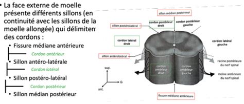 Kaarten Neuroanatomie Moelle Spinale Quizlet