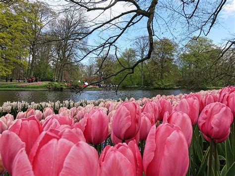 Is Keukenhof Worth It Tulips And What Else In Keukenhof Gardens