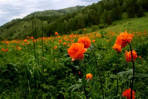 some orange flowers are growing in the grass