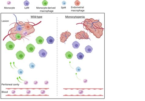 Monocyte Derived Macrophages Are Guardians Of The Peritoneal Cavity In