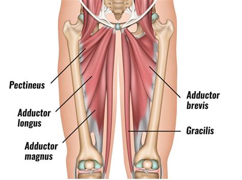 The Best Exercise For The Hip Adductors Using The Dynamic Bands