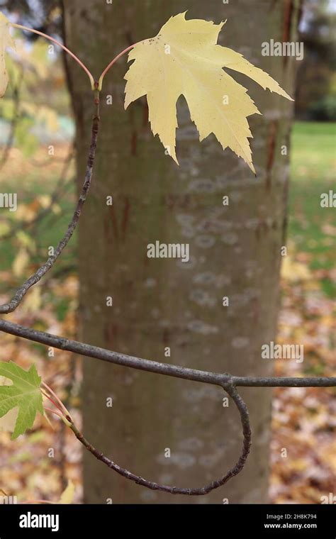 Silver Maple Acer Saccharinum Hi Res Stock Photography And Images Alamy