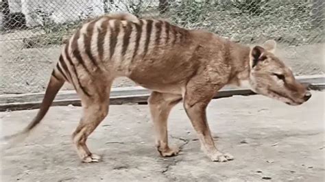 Evolución Del Tigre