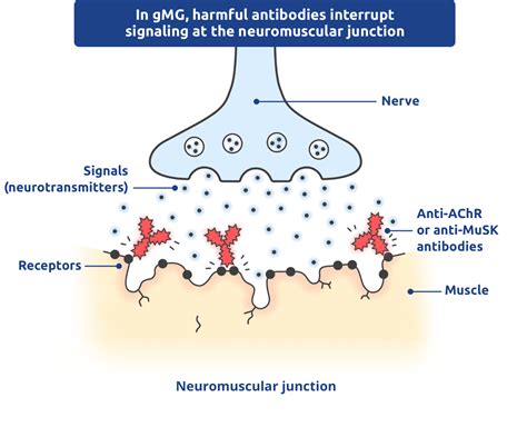 How Rystiggo® Targeted Treatment Works