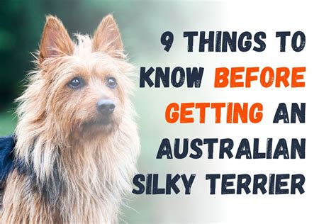 What You Should Know Before Adopting An Australian Silky Terrier