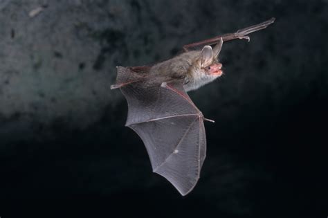 10e Nuit Internationale de la Chauve souris venez découvrir les