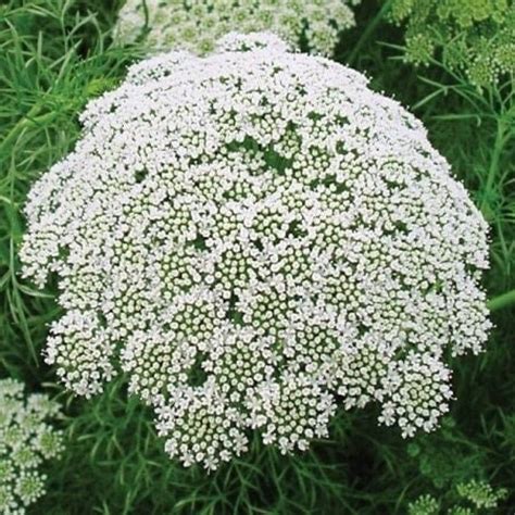 Seeds Ammi Visnaga Casablanca Etsy