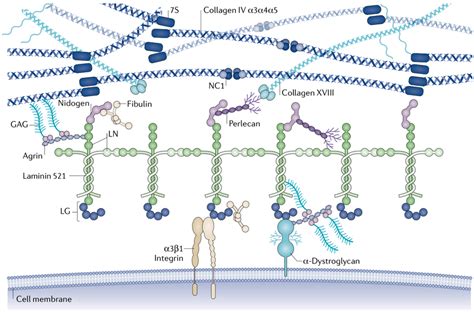 Preclinical Grade And Research Grade Laminin 521 Kactus