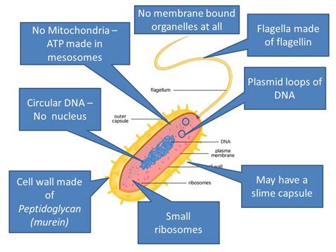 Prokaryotes - OCR AS/A Level Biology | Teaching Resources