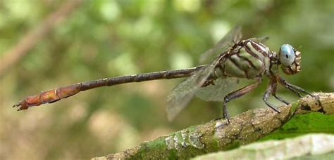 Russet Tipped Clubtail Stylurus Plagiatus BugGuide Net