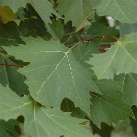 Platanus X Acerifolia Exclamation Morton Circle London Planetree