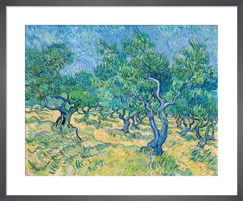 Olive Grove 1889 Art Print By Vincent Van Gogh King McGaw