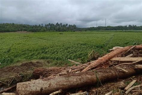 Terdampak Banjir Bandang Puluhan Hektare Sawah Gagal Panen BALIPOST