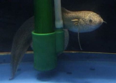 Gilled African Lungfish Protopterus Amphibius Ornamental Aquarium Fish