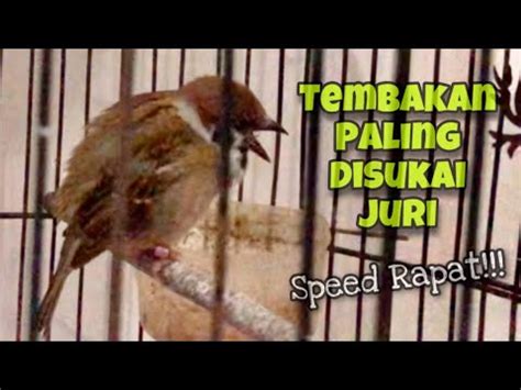 Masteran Burung Juaratembakan Gereja Tarung Ngerol Panjang Speed