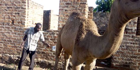 Busia villagers drink camel urine to treat diseases | Nation