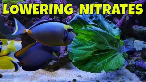 How To Lower High Nitrates In Aquarium Top Effective Ways