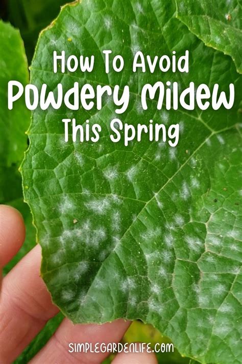 How To Avoid Powdery Mildew This Spring Powdery Mildew Healthy Garden Fertilizer For Plants