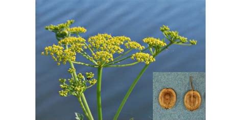 Cornell Cooperative Extension | Wild Parsnip