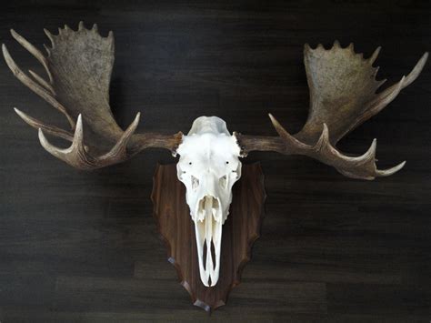 Skull Mounting – Classic Antler Mounts