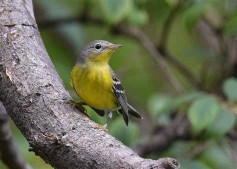 Magnolia Warbler | Audubon Field Guide