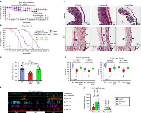 Crispr Cas Induced Reduction Of Lamin A Progerin Enhances The Health