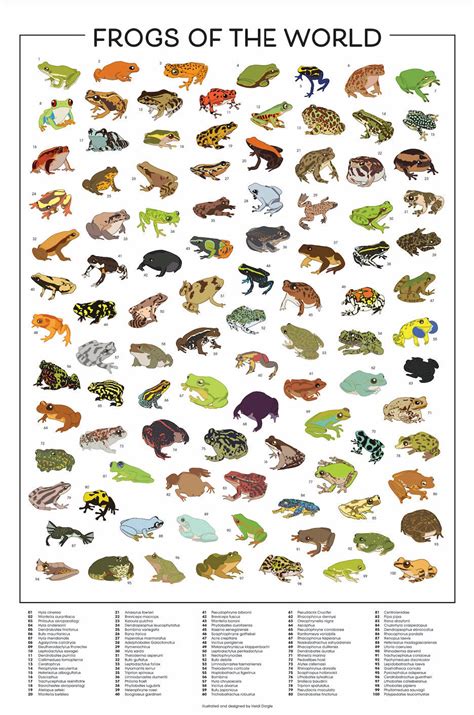 Frogs of the World Poster Print Types of Frogs Poster Frog | Etsy