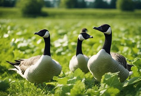 Can Geese Eat Cucumbers Everything You Need To Know