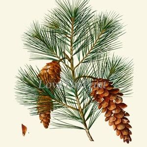 Pine Cone Botanical Wall Art Prints Set Of 9 Beautiful Antique Etsy