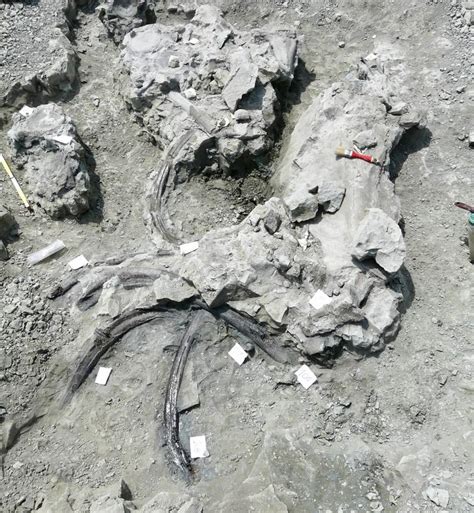 Partially Complete Skeleton Of An Indeterminate Gomphotheriidae