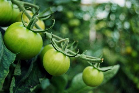 Tomaten Werden Nicht Rot Was Tun Plantura