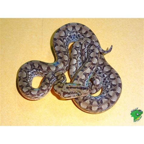 Colombian Rainbow Boa - babies - Strictly Reptiles Inc.