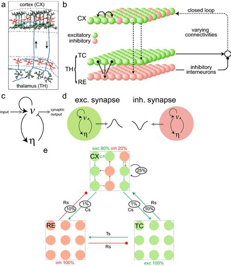 Neuron Model And Thalamocortical Network Structure A Diagram Of The Download Scientific