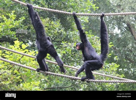 Guiana spider monkey red faced black hi-res stock photography and ...