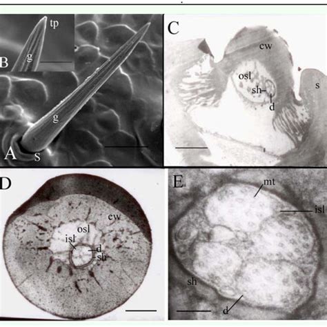 Spatial Map And Distribution Of Sensilla On The Cerci Of Locusta