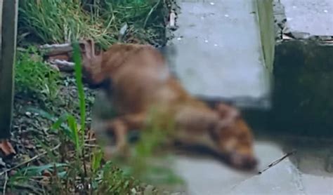 Cachorro morre vítima de possíveis maus tratos em bairro de Ponta