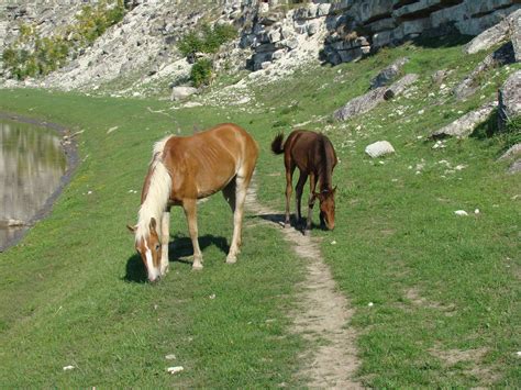 Безплатна снимка : природа, трева, ливада, пътуване, стадо, паша ...