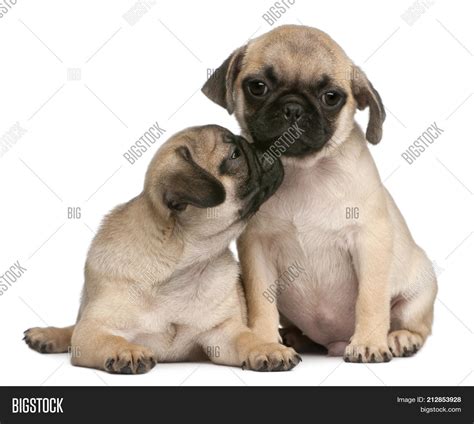 Two Pug Puppies 8 Image And Photo Free Trial Bigstock