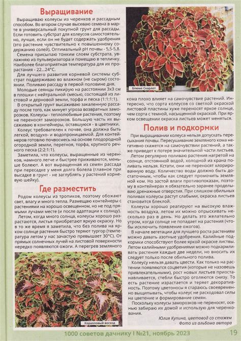 1000 советов дачнику №21 ноябрь 2023 читать журнал онлайн бесплатно