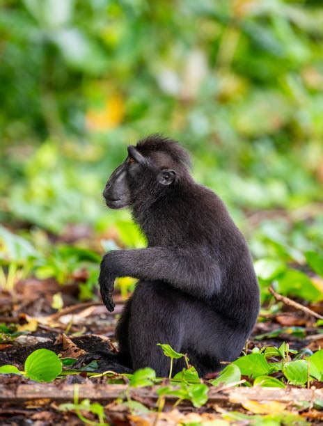 440+ Crested Black Macaque Photos Stock Photos, Pictures & Royalty-Free ...