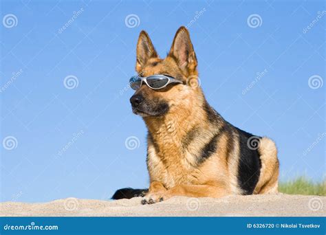 German Shepherd Laying In Sun Glasses Stock Photo Image Of Friendly