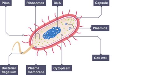 Bacteria Structure Growth And Taxonomy Flashcards Quizlet