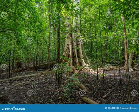 Massive Trees Tangkoko Reserve North Sulawesi Stock Image Image Of