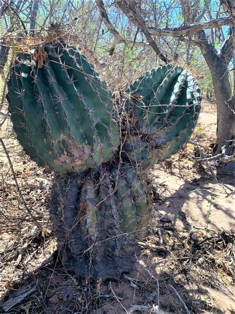 Ferocactus Townsendianus In March 2023 By Legados De La Madre Tierra A