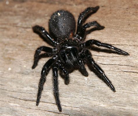 Sydney Funnel Web Spider Atrax Robustus Australian Spider Funnel