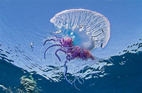 Man-O-War Jellyfish - The Martha's Vineyard Times