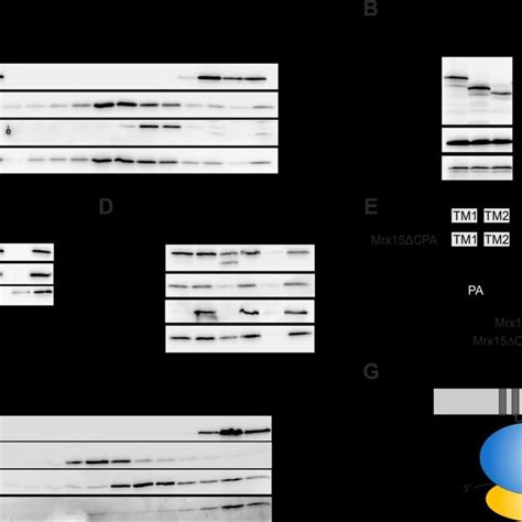 Proteomic Profiling Of The Small And Large Mitochondrial Ribosomal